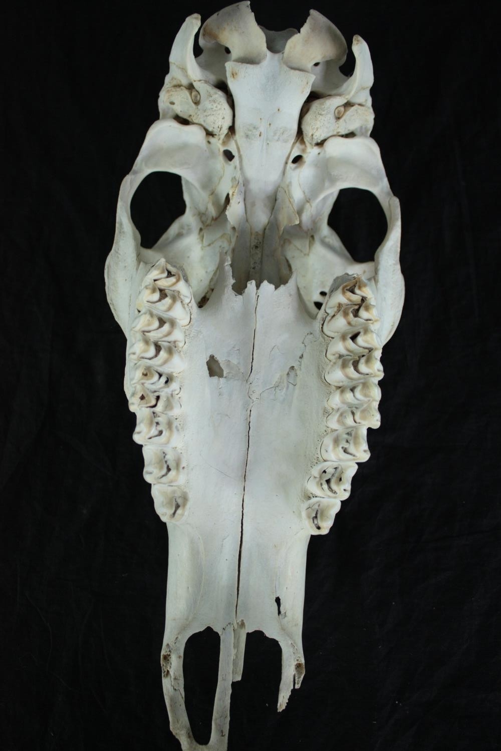 The skull of a Pony. L.44cm. - Image 3 of 5