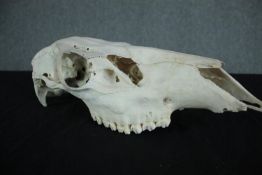 The skull of a Pony. L.44cm.