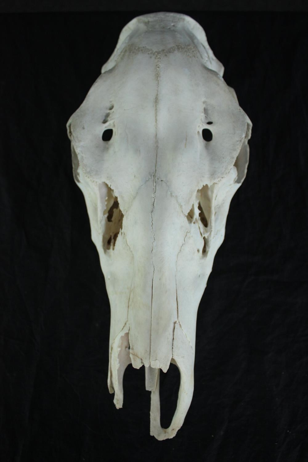 The skull of a Pony. L.44cm. - Image 2 of 5