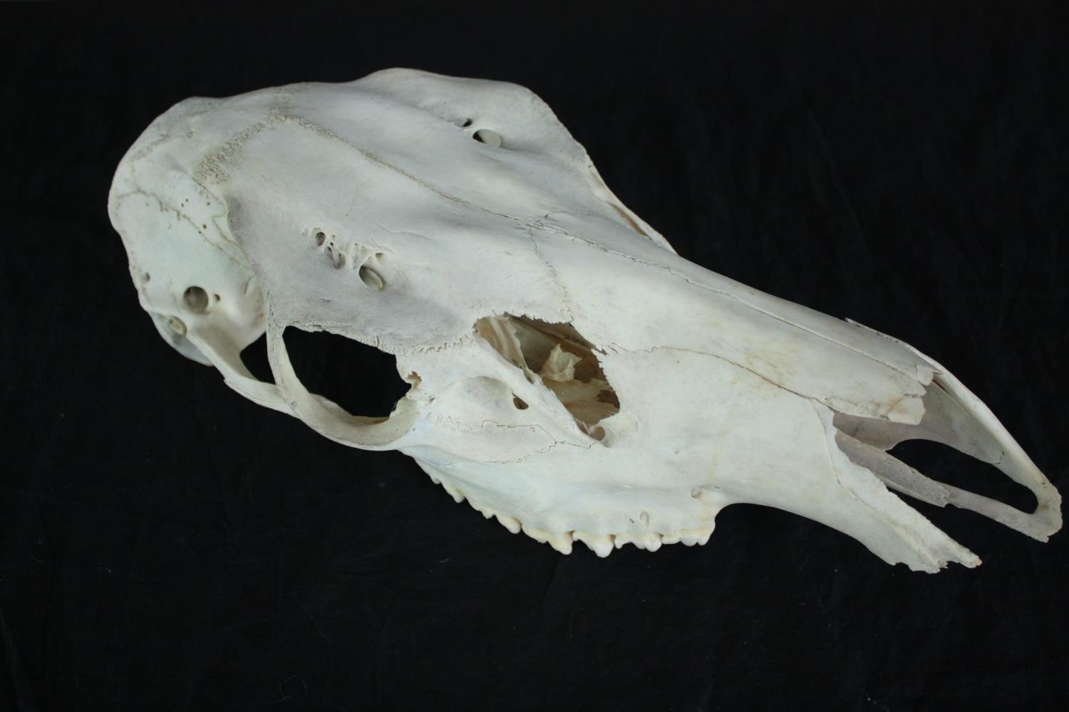 The skull of a Pony. L.44cm. - Image 5 of 5