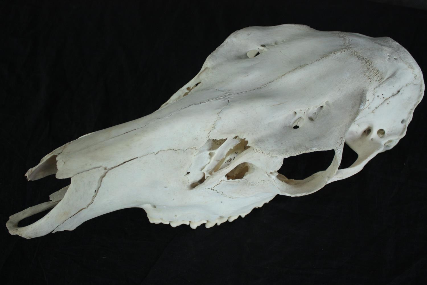 The skull of a Pony. L.44cm. - Image 4 of 5