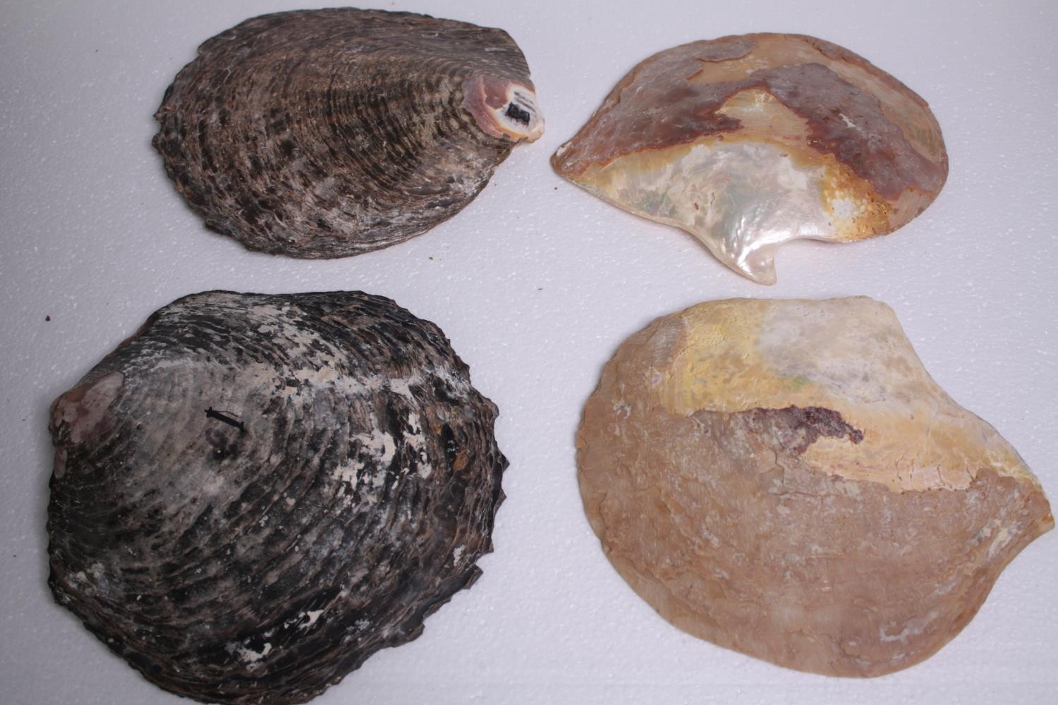 Four Oyster shells. H.23 W.22cm. (largest) - Image 2 of 6