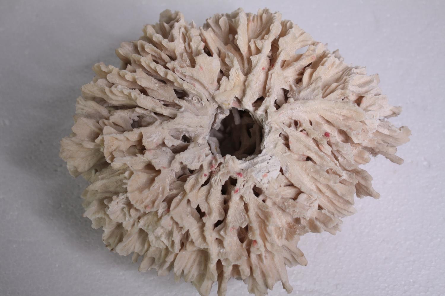 A dried and well preserved piece of bleached coral. H.10 W.20 cm. - Image 5 of 5