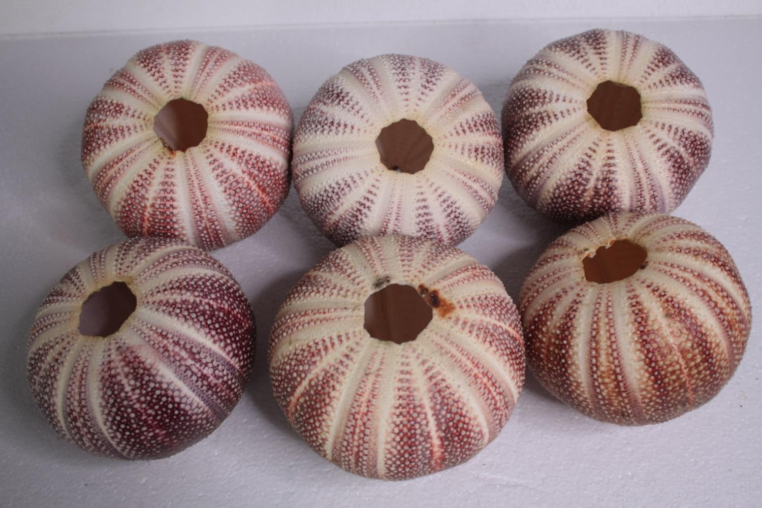 Six sea urchin shells. H.12 W.23cm. (each) - Image 4 of 4