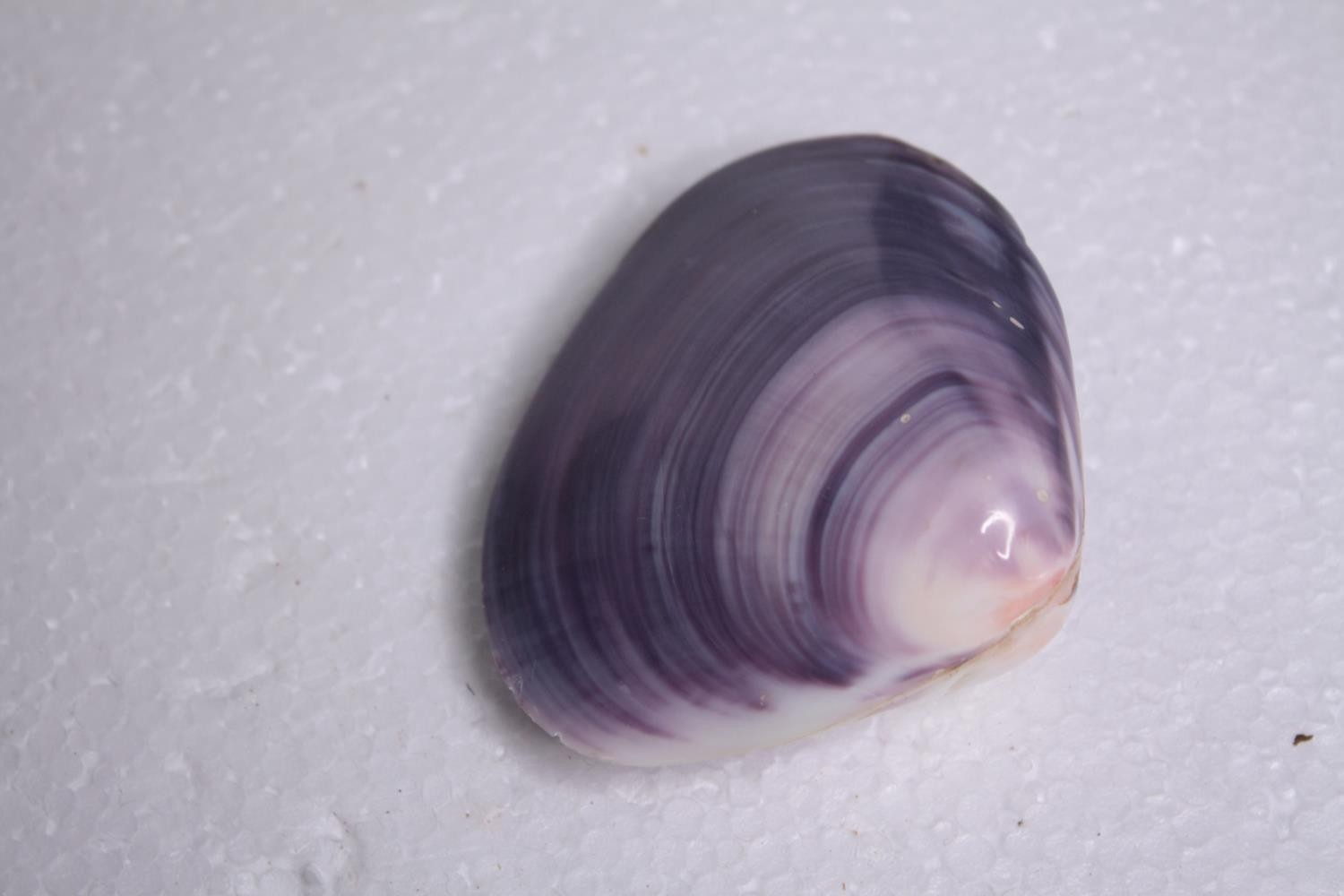 A collection of mixed sea shells, including two Abalone shells and six cowrie shells. L.20 W. - Image 4 of 8