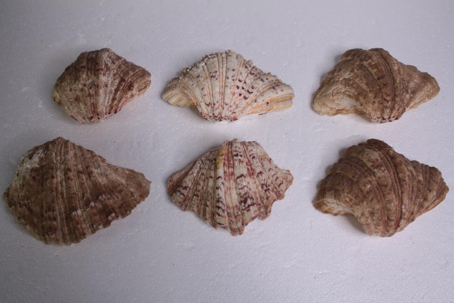 A collection of six conch shells. H.18 W.12cm. (largest) - Image 2 of 5