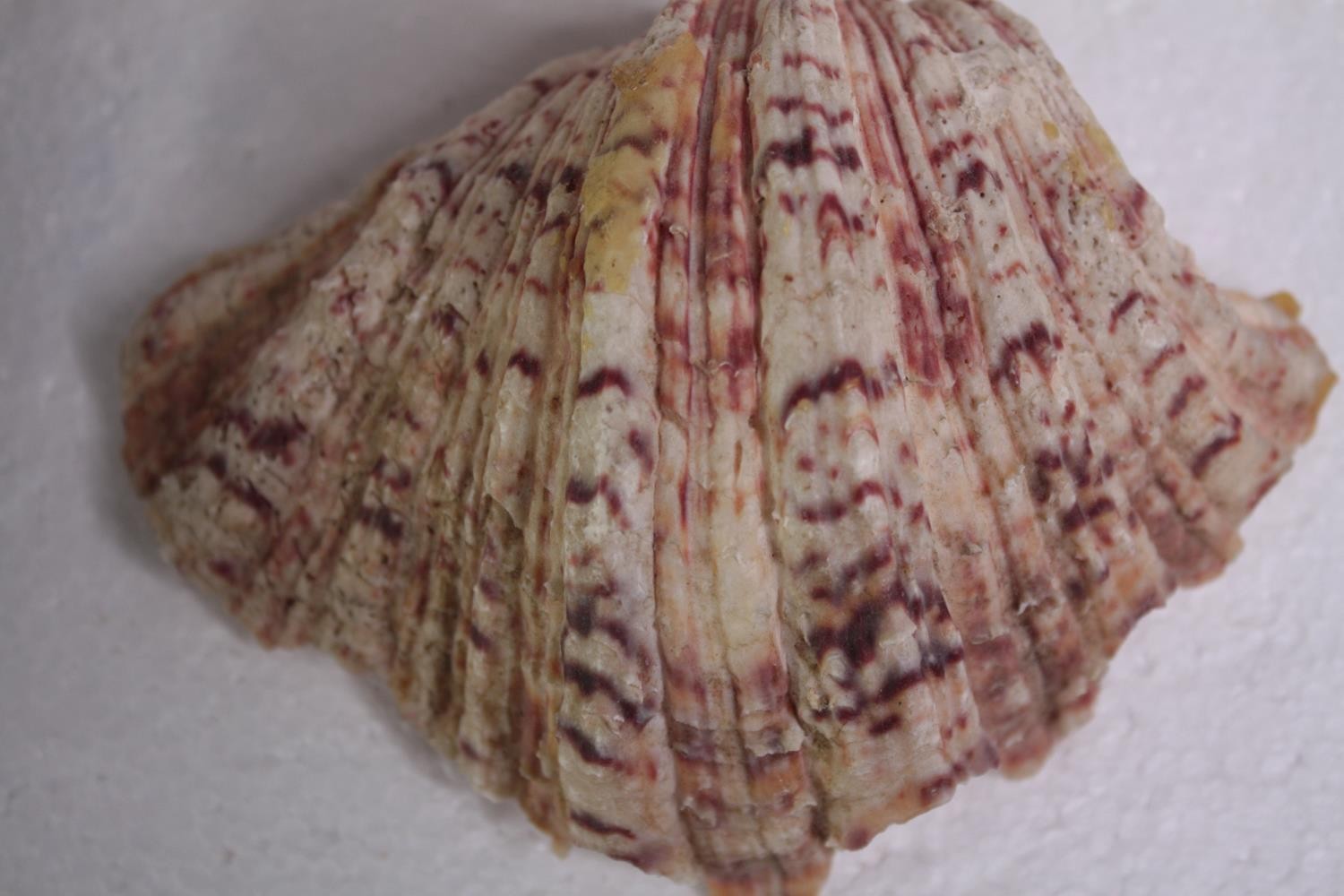 A collection of six conch shells. H.18 W.12cm. (largest) - Image 5 of 5