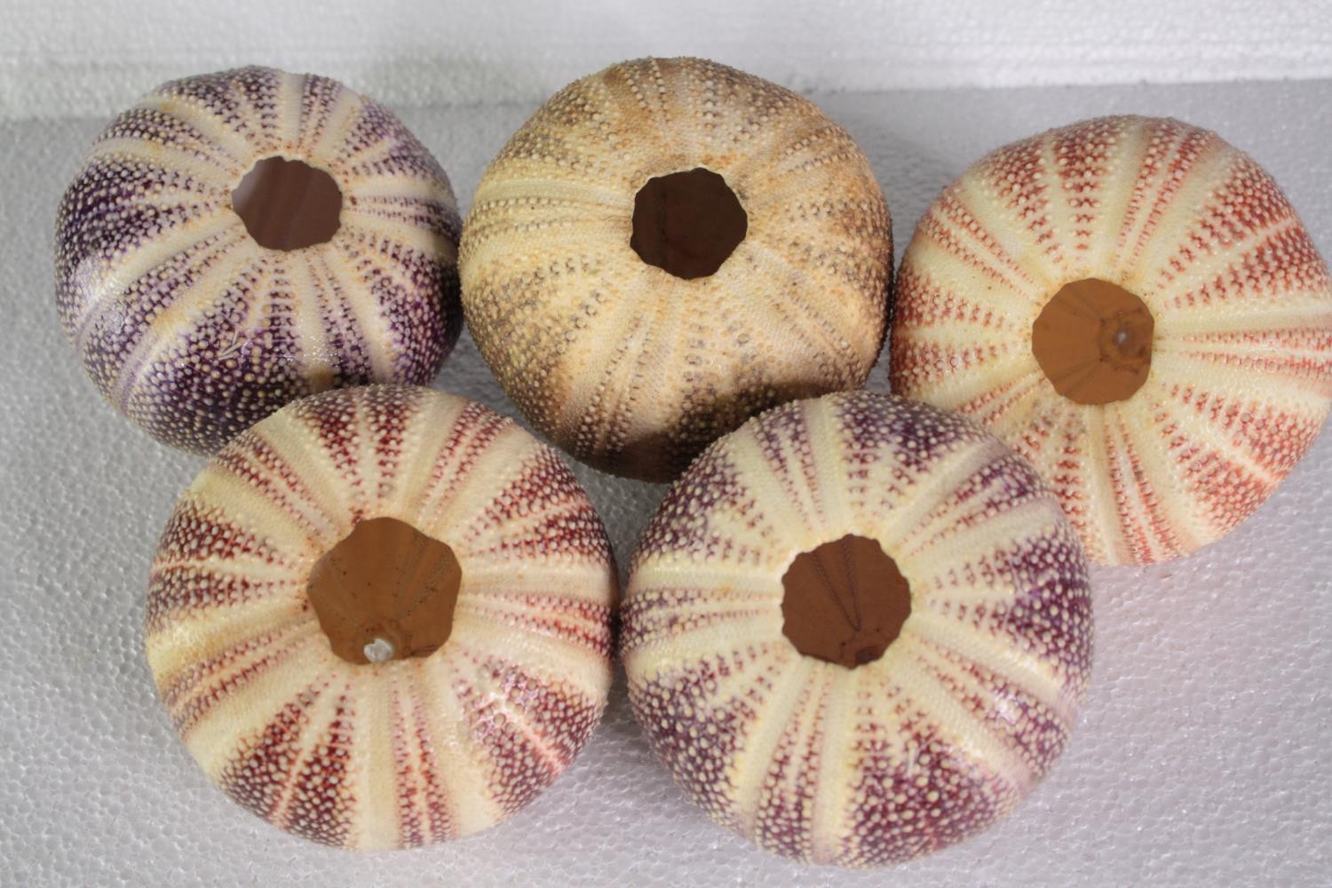 A collection of six sea urchins. H.11 W.13 cm. (largest) - Image 2 of 4