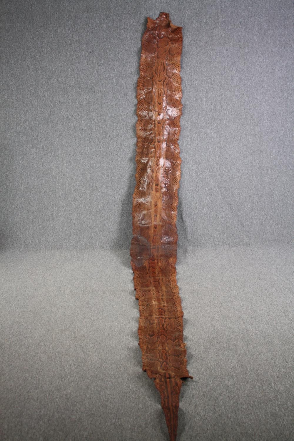 A very large Mid 20th century taxidermy Python snake skin. L.410 W.43cm(widest)