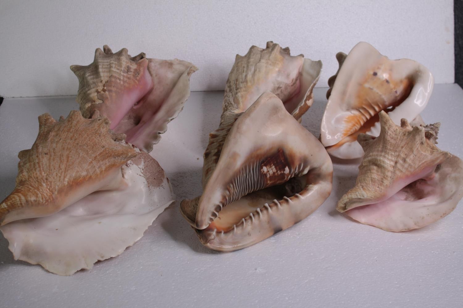A collection of six conch shells. H.17 W.14cm. (largest)