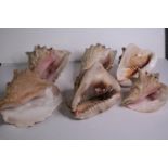 A collection of six conch shells. H.17 W.14cm. (largest)