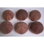 Six well preserved sea urchin shells. H.11 W.12cm. (each)