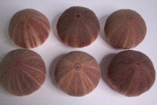 Six well preserved sea urchin shells. H.11 W.12cm. (each)