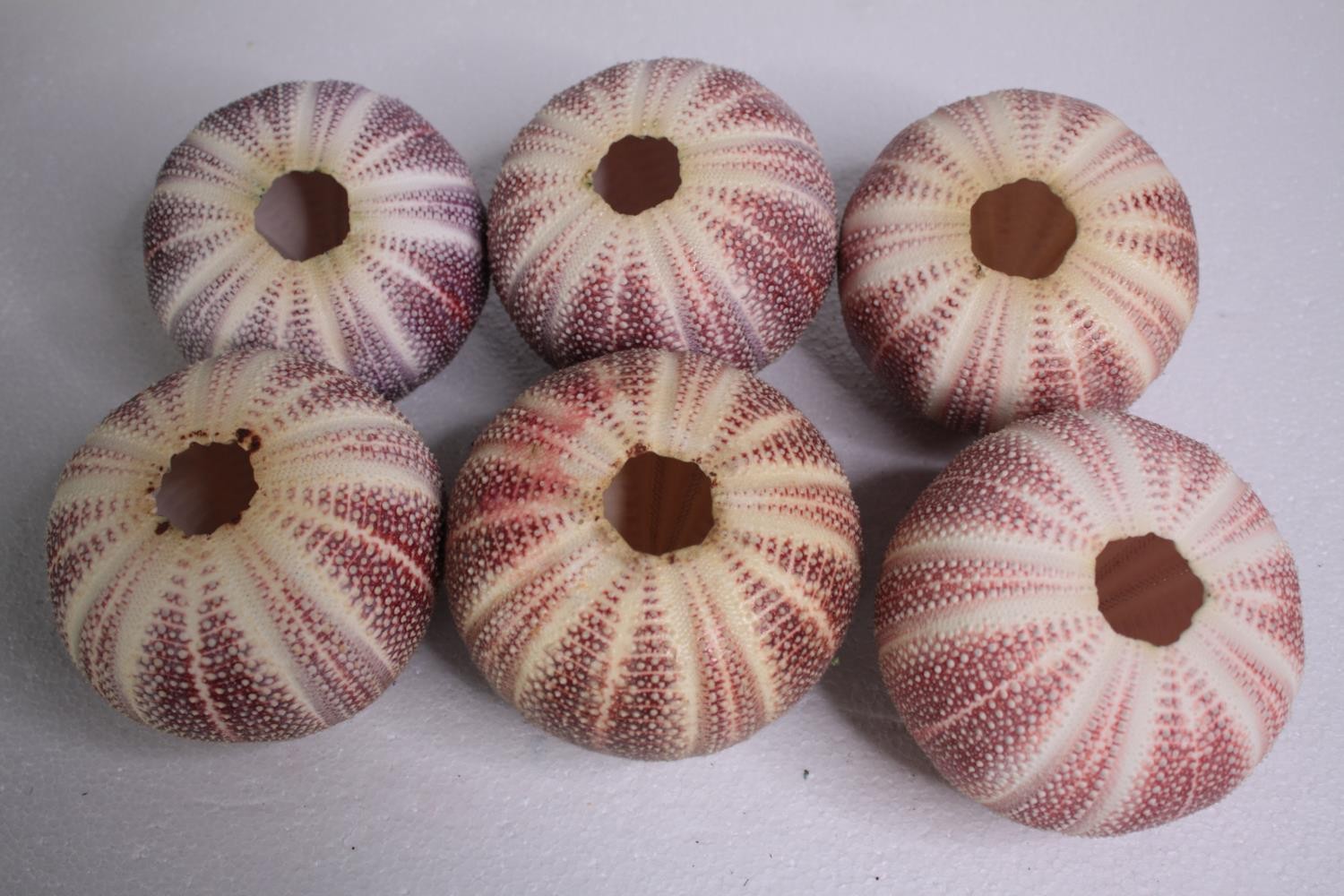 Six well preserved sea urchin shells.H.11 W.12cm. (each) - Image 4 of 4