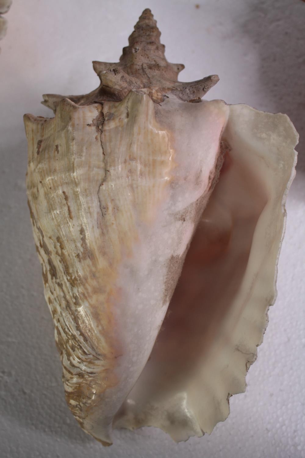 A collection of six conch shells. H.17 W.14cm. (largest) - Image 7 of 8