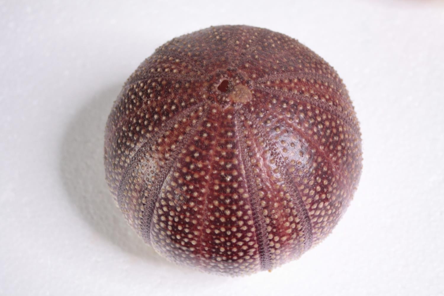 Six sea urchin shells. H.12 W.23cm. (each) - Image 2 of 4