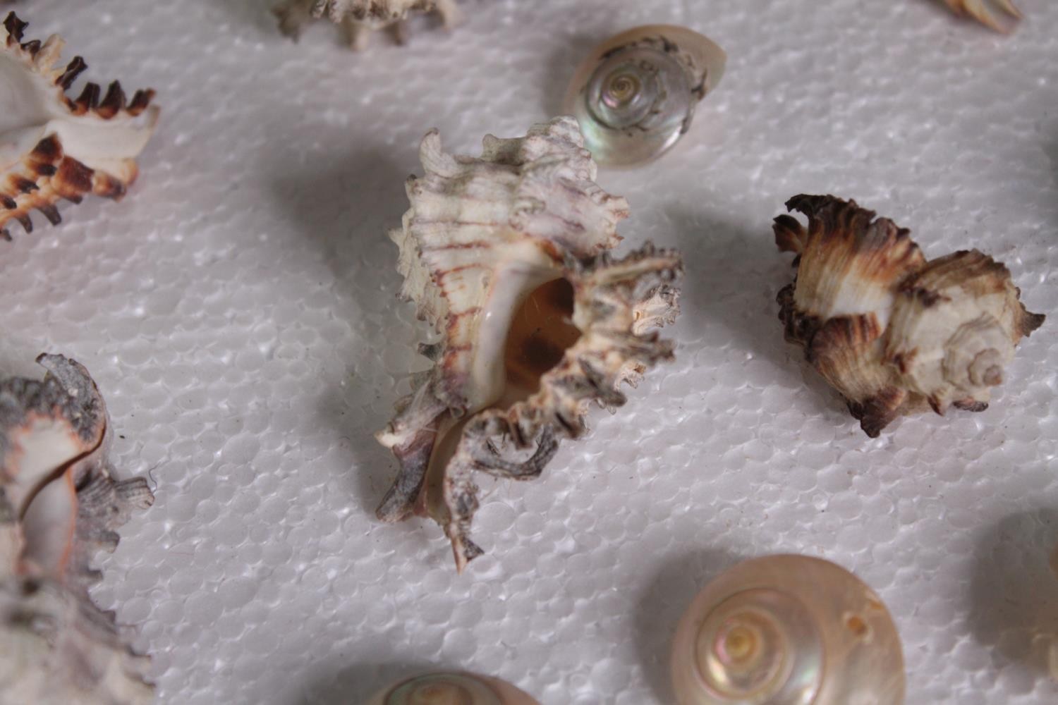 A large collection of small mixed shells. L.4 W.3cm. (largest) - Image 3 of 6