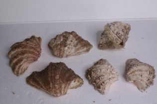 Three clam shells. L.20 W.13cm. (largest)