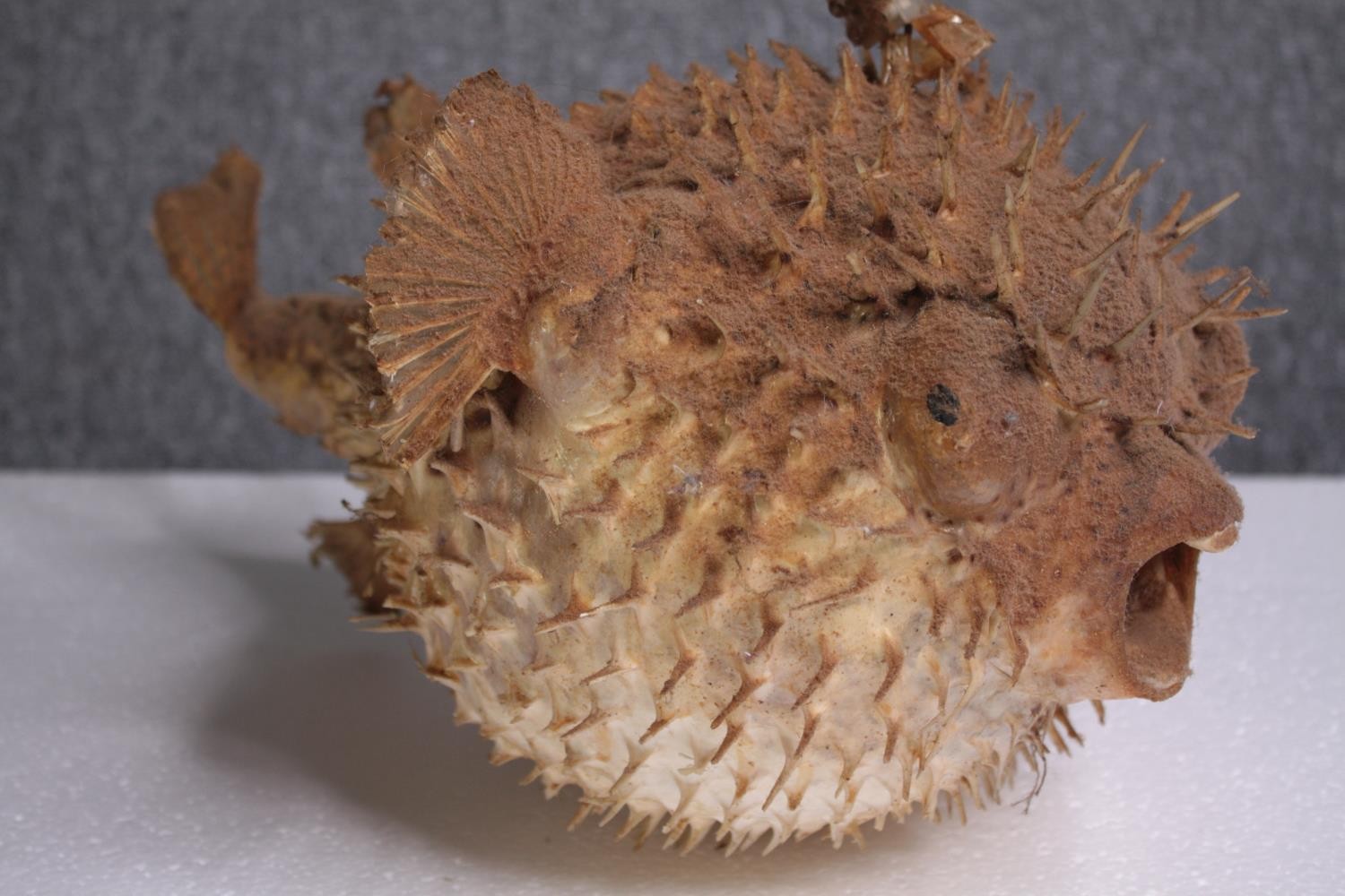 A preserved set of three Puffer fish illuminated with lights. H.42 W.23cm. (largest) - Image 3 of 5
