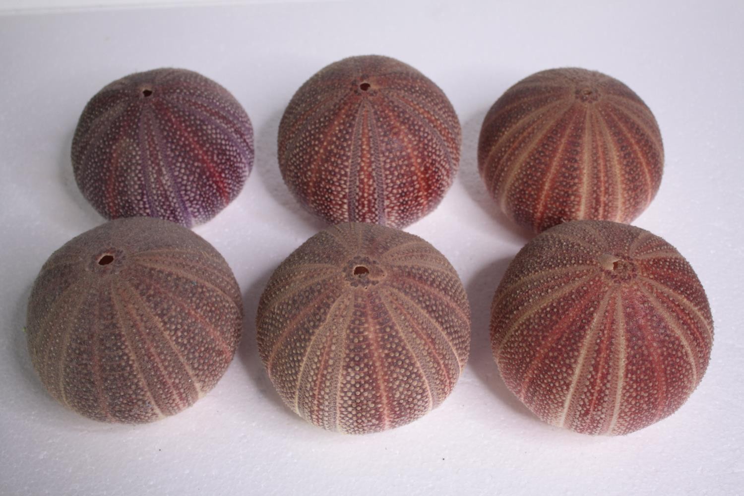 Six well preserved sea urchin shells.H.11 W.12cm. (each)
