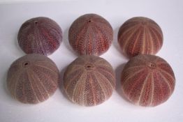 Six well preserved sea urchin shells.H.11 W.12cm. (each)