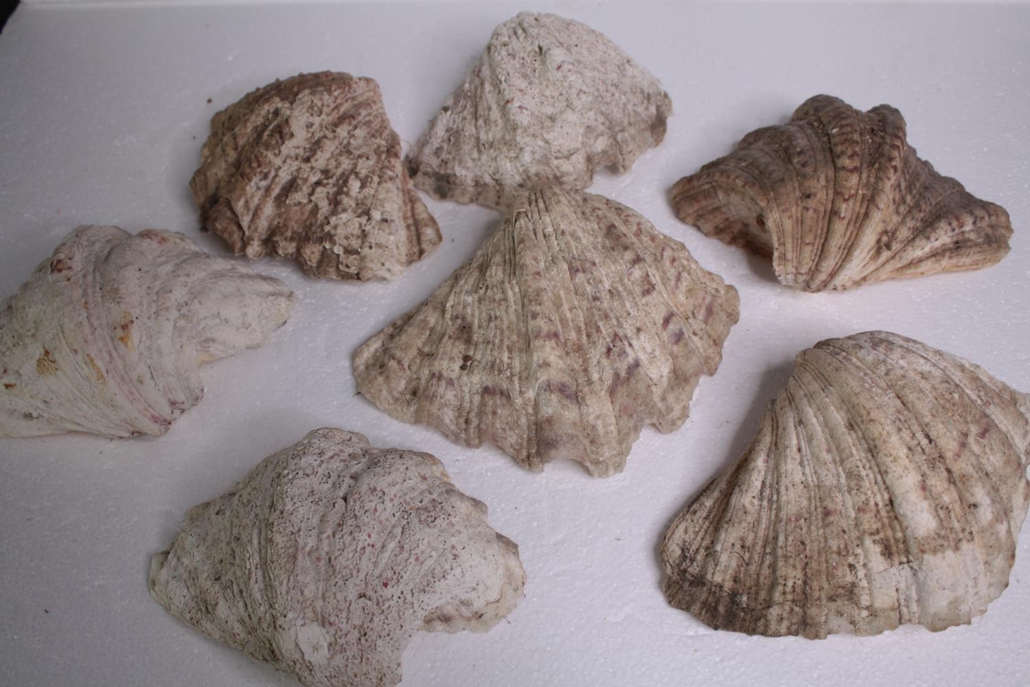 A collection of six conch shells. H.23 W.16cm. (largest) - Image 2 of 5