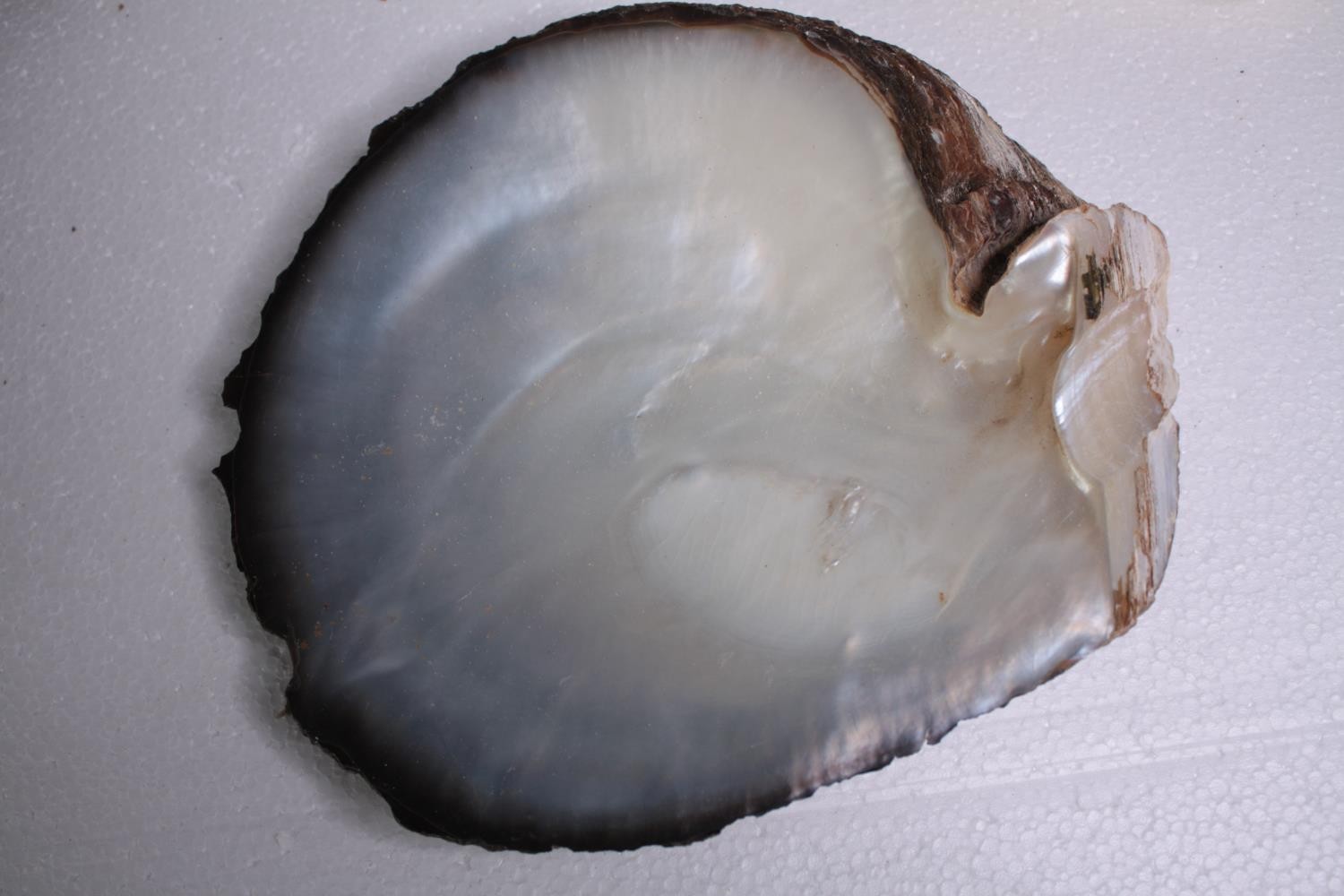 Four Oyster shells. H.23 W.22cm. (largest) - Image 5 of 6