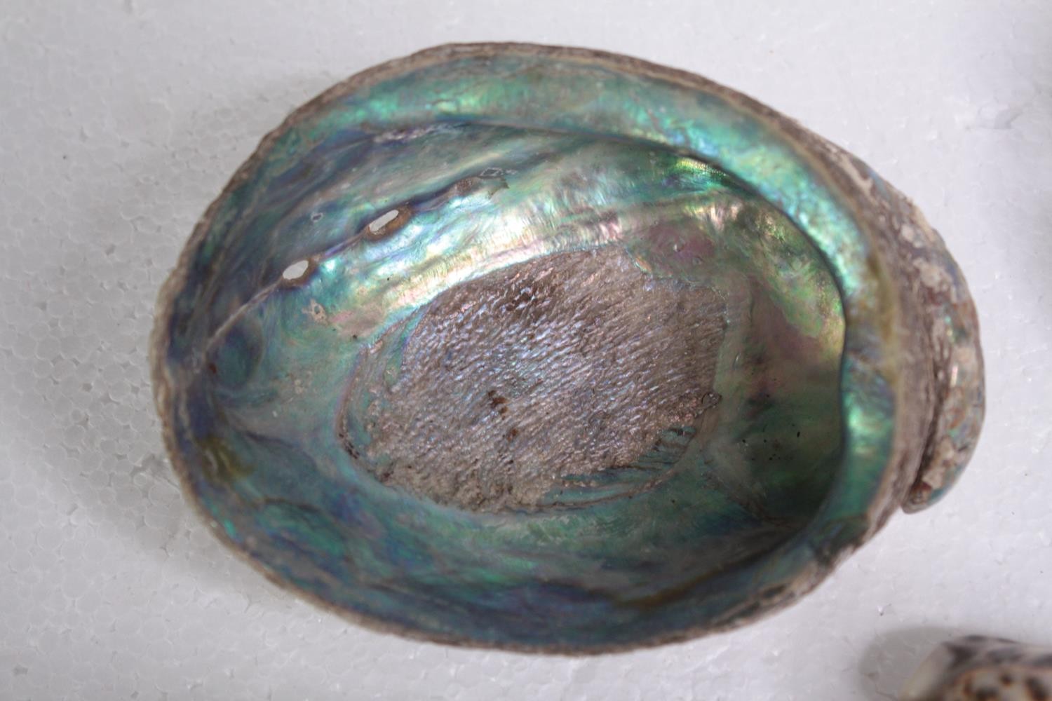 A collection of mixed sea shells, including two Abalone shells and six cowrie shells. L.20 W. - Image 3 of 8