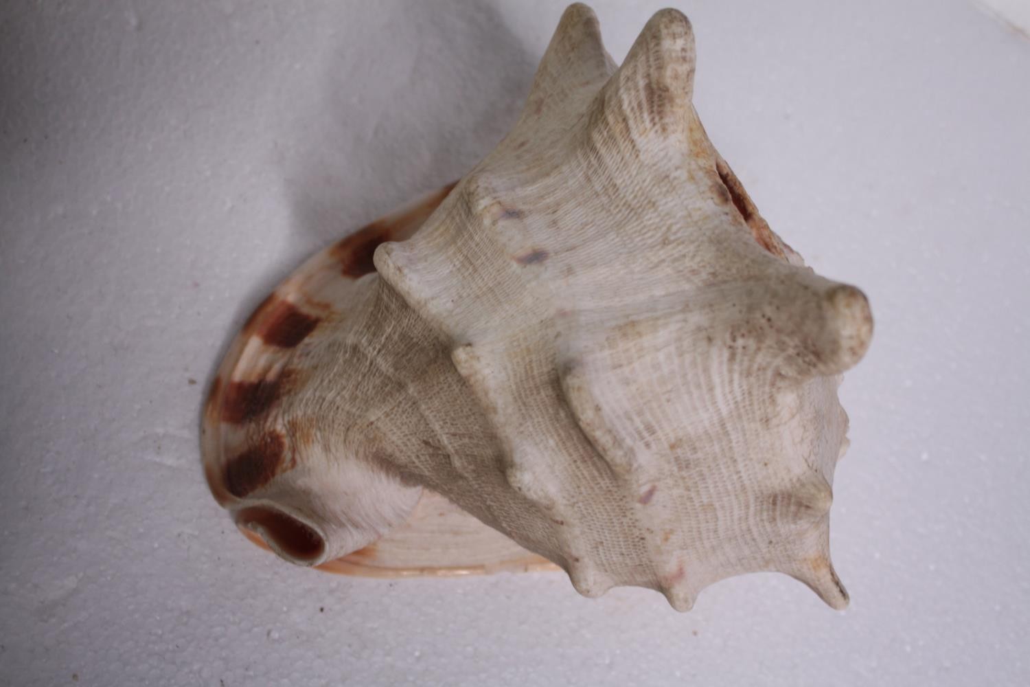 A collection of six conch shells. H.17 W.14cm. (largest) - Image 3 of 8