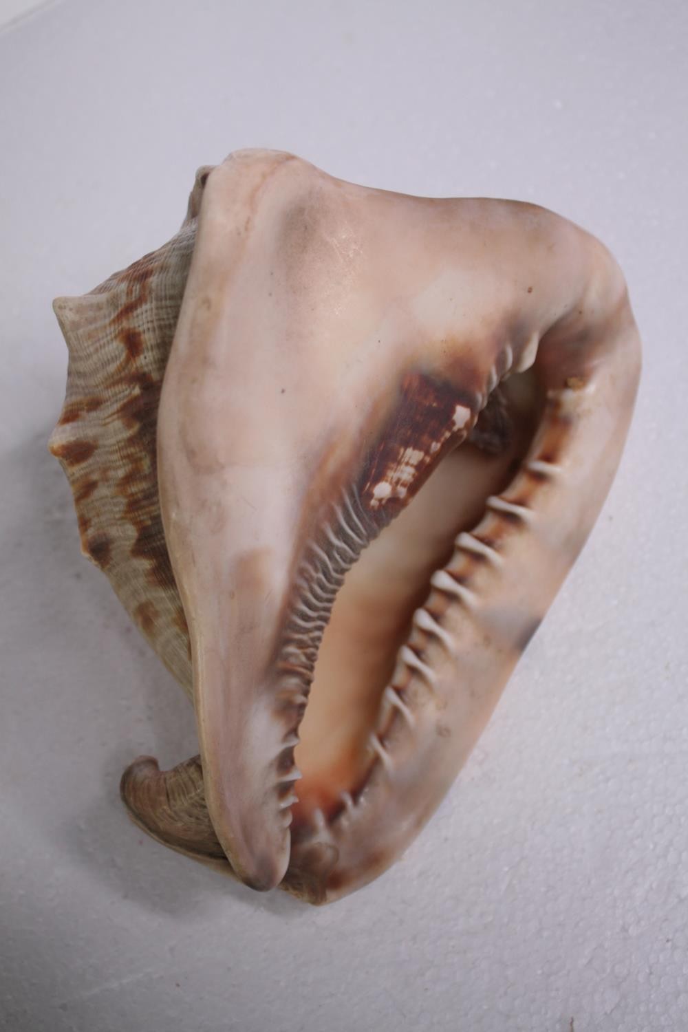 A collection of six conch shells. H.17 W.14cm. (largest) - Image 5 of 8