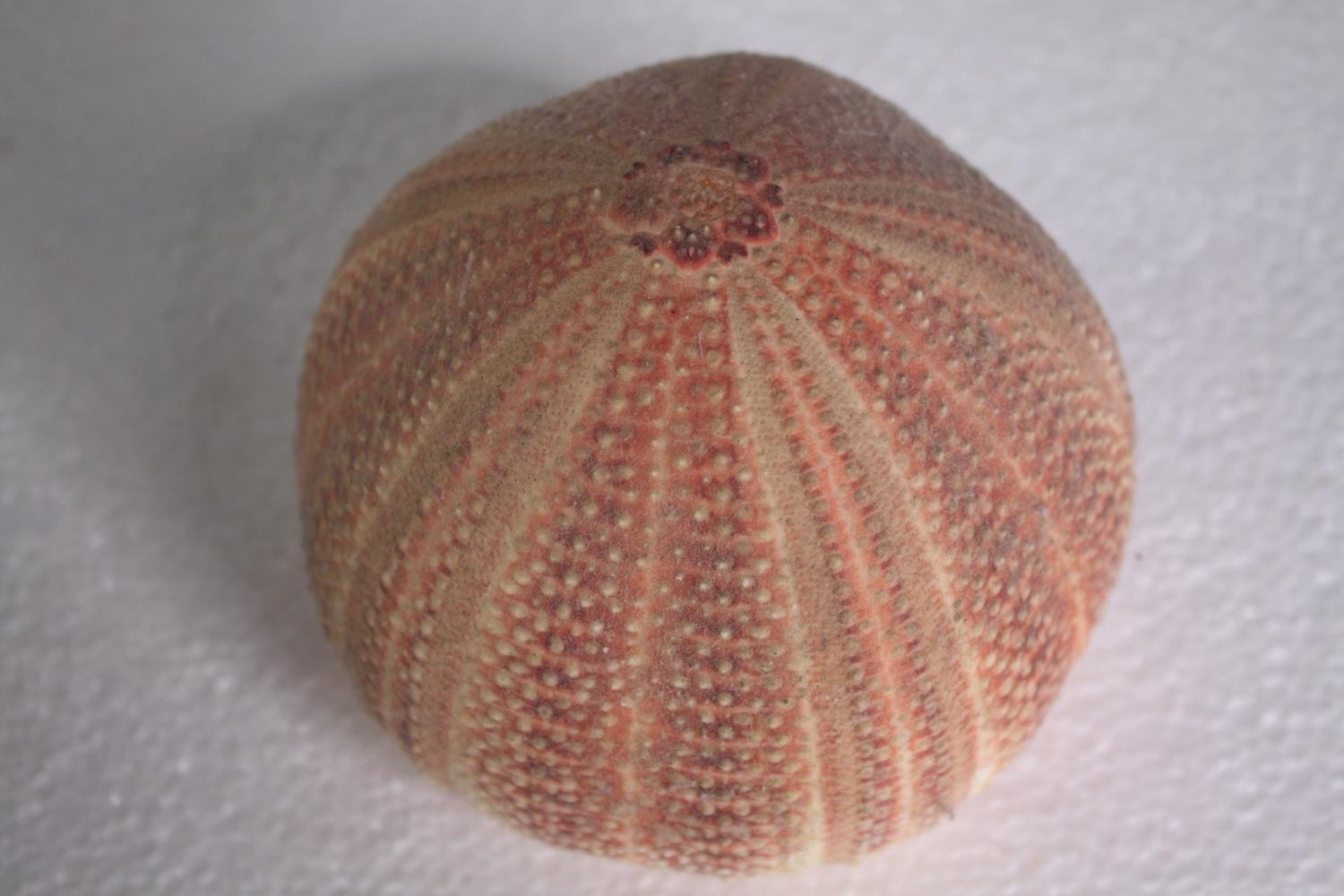 A collection of six sea urchins. H.11 W.13 cm. (largest) - Image 4 of 4