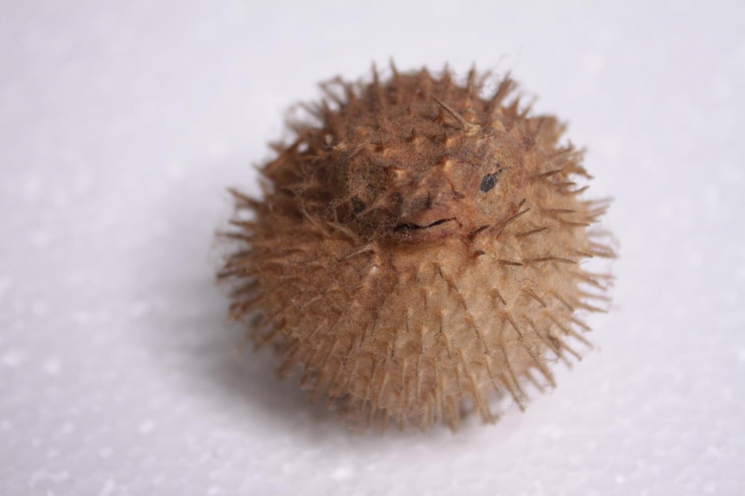 A preserved set of three Puffer fish illuminated with lights. H.42 W.23cm. (largest) - Image 5 of 5