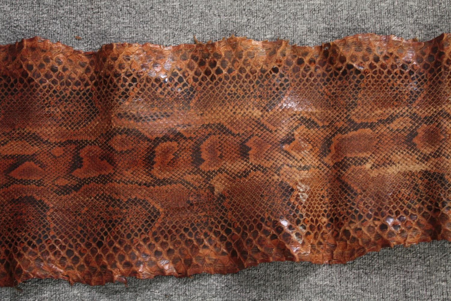 A very large Mid 20th century taxidermy Python snake skin. L.410 W.43cm(widest) - Image 3 of 5