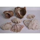 A collection of six mixed sea shells. L.17 W.20 cm. (largest)