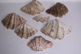 Seven clam shells. L.23 W.15cm. (largest)