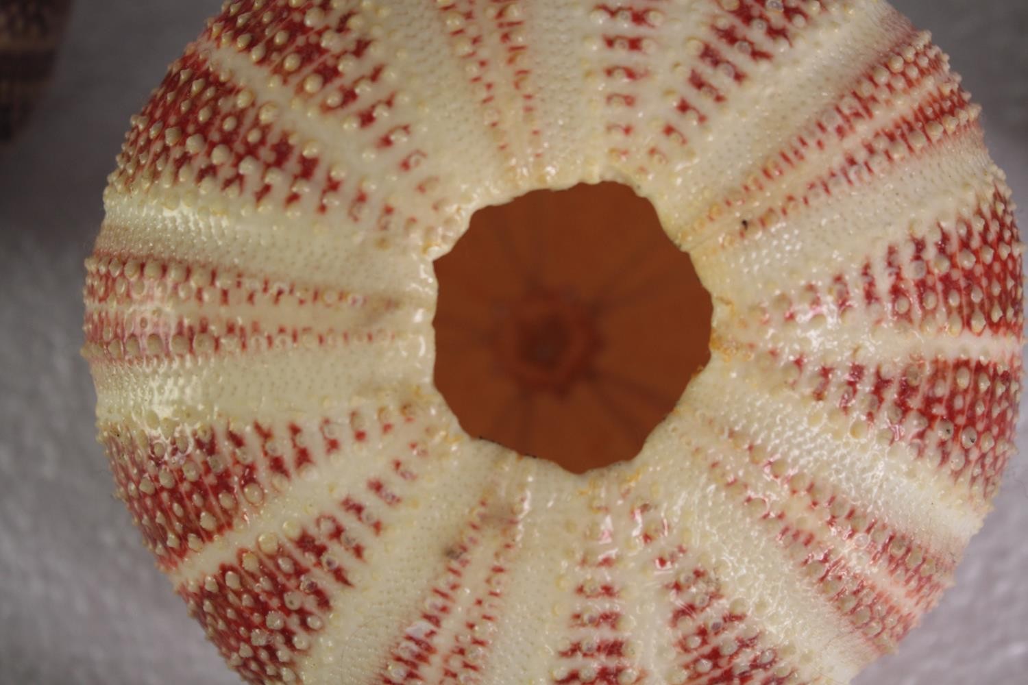 A collection of six sea urchins. H.10 W.13 cm. (largest)H.10 W.13cm. (largest) - Image 4 of 4