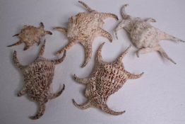 Five small conch shells (Harpago). H.21 W.15cm. (largest)