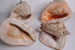 Four conch shells. H.25 W.33cm. (largest)
