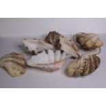 Seven clam shells. A coupled illumined and wired. L.25 W.15cm. (largest)