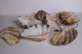 Seven clam shells. A coupled illumined and wired. L.25 W.15cm. (largest)