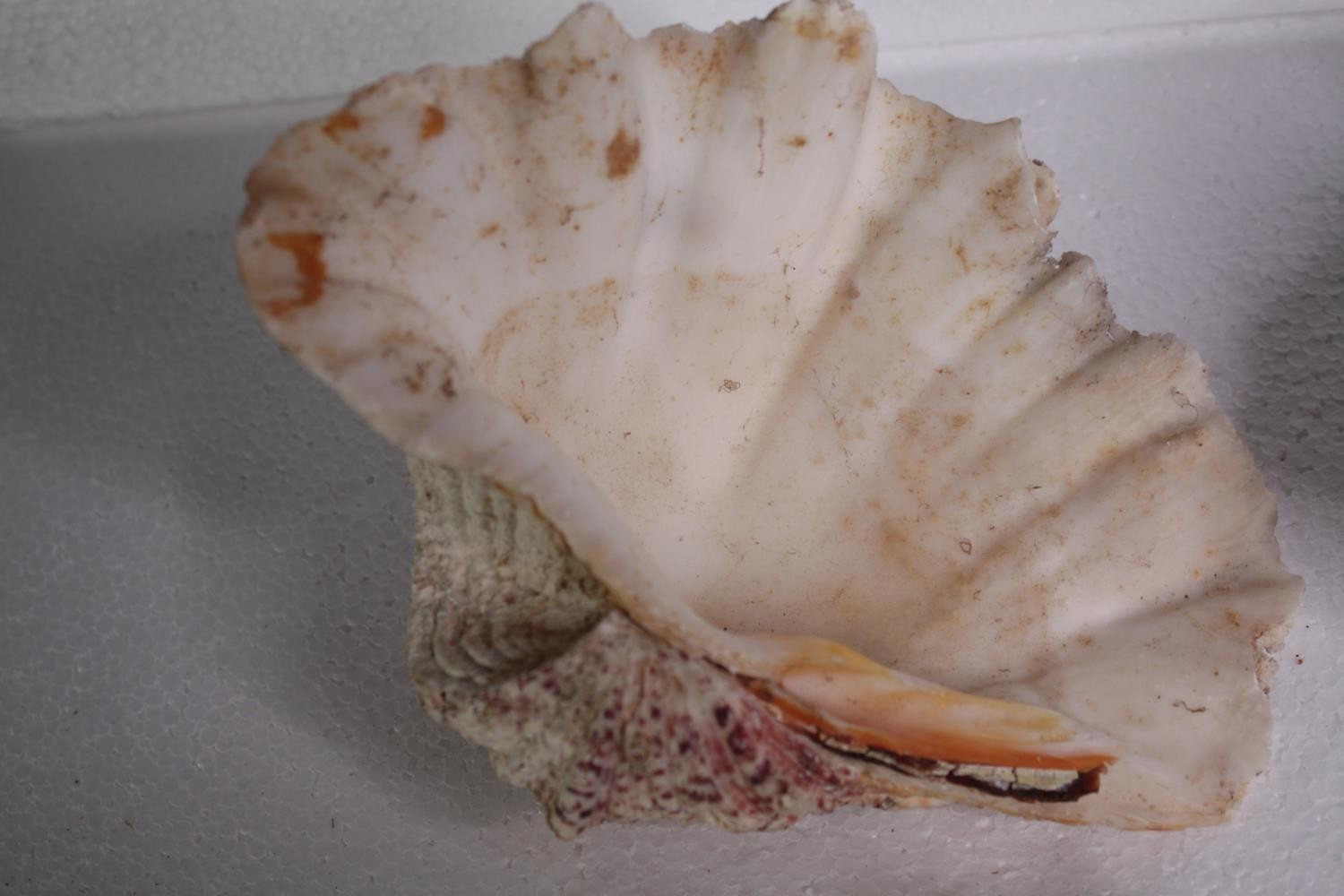 A collection of six conch shells. H.23 W.16cm. (largest) - Image 3 of 5