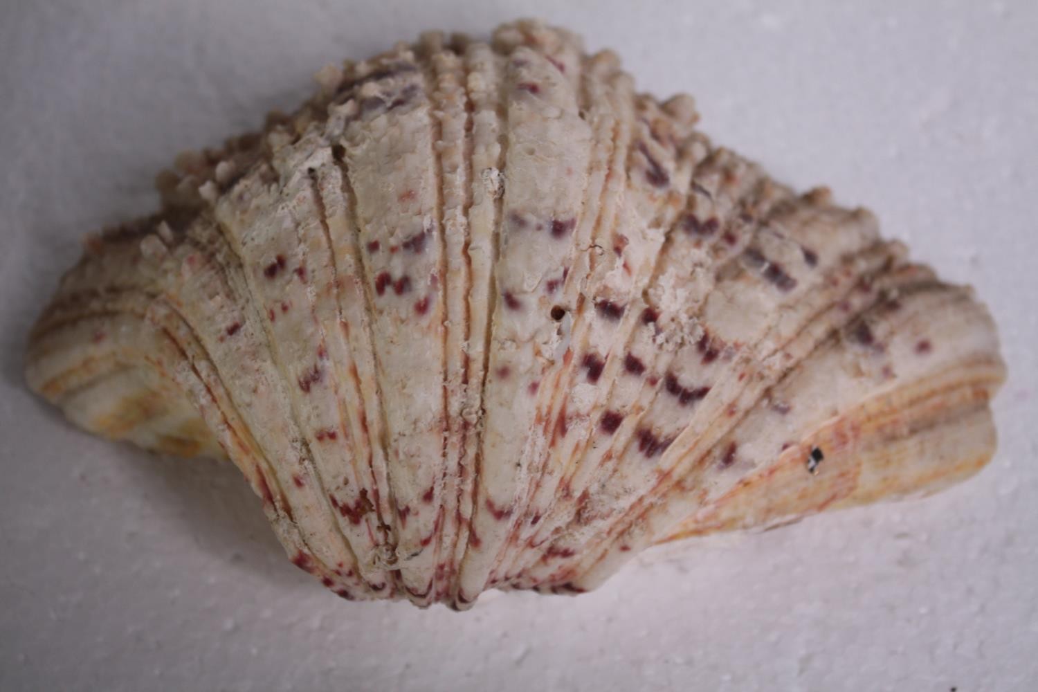 A collection of six conch shells. H.18 W.12cm. (largest) - Image 4 of 5