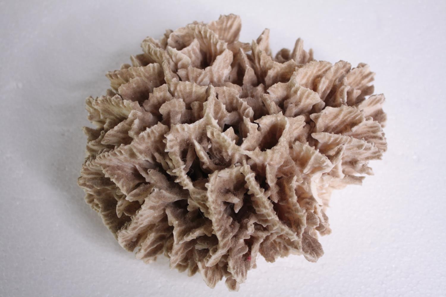 A dried and well preserved piece of bleached coral. H.10 W.20 cm. - Image 2 of 5