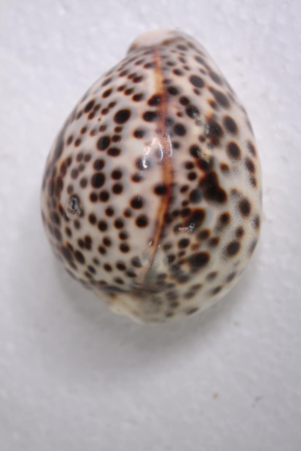 A collection of mixed sea shells, including two Abalone shells and six cowrie shells. L.20 W. - Image 7 of 8