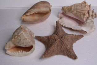 A mixed collection of shells and a starfish. L.30 W.22 cm. (largest)
