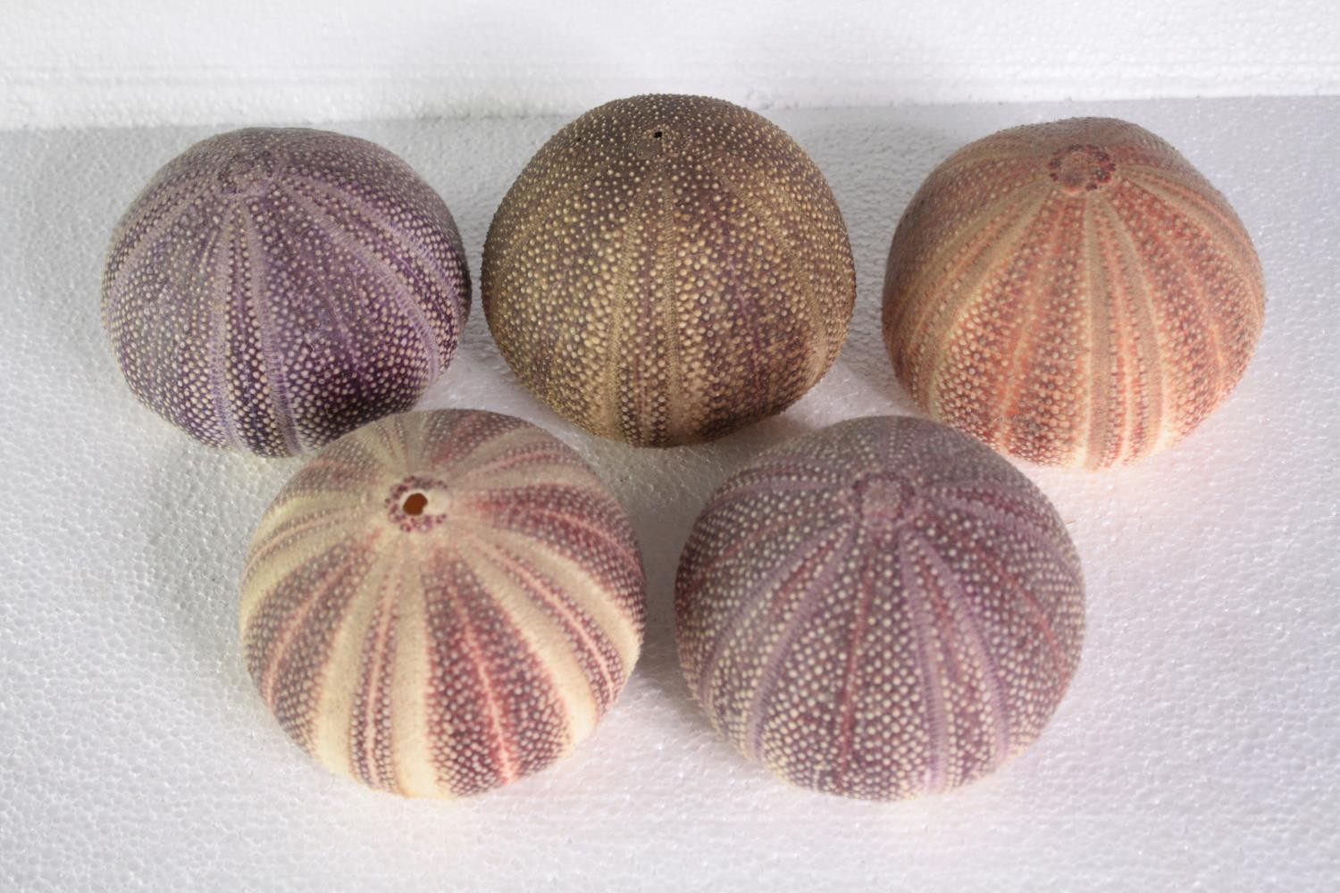 A collection of six sea urchins. H.11 W.13 cm. (largest)
