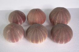 A collection of six sea urchins. H.12 W.16cm. (largest)