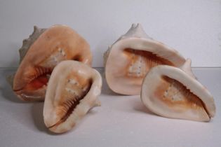 Four conch shells. H.30 W.25cm. (largest)
