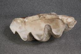 A Giant Clam (TRIDACNA GIGAS) half shell. L.73 W.48cm. 45 kg.