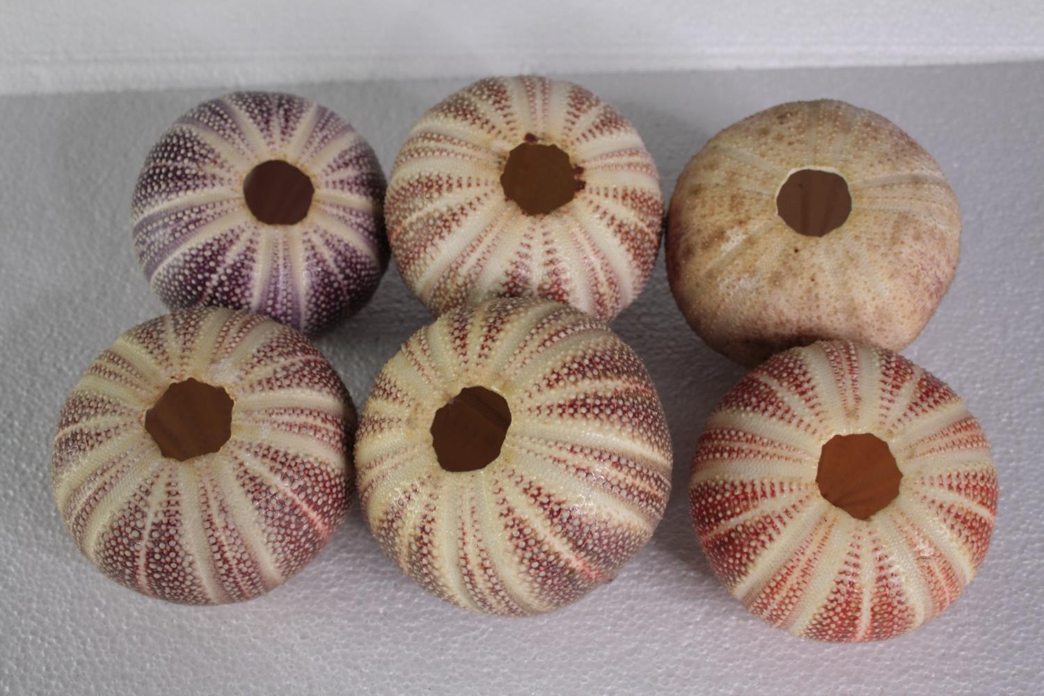 A collection of six sea urchins. H.10 W.13 cm. (largest)H.10 W.13cm. (largest) - Image 2 of 4